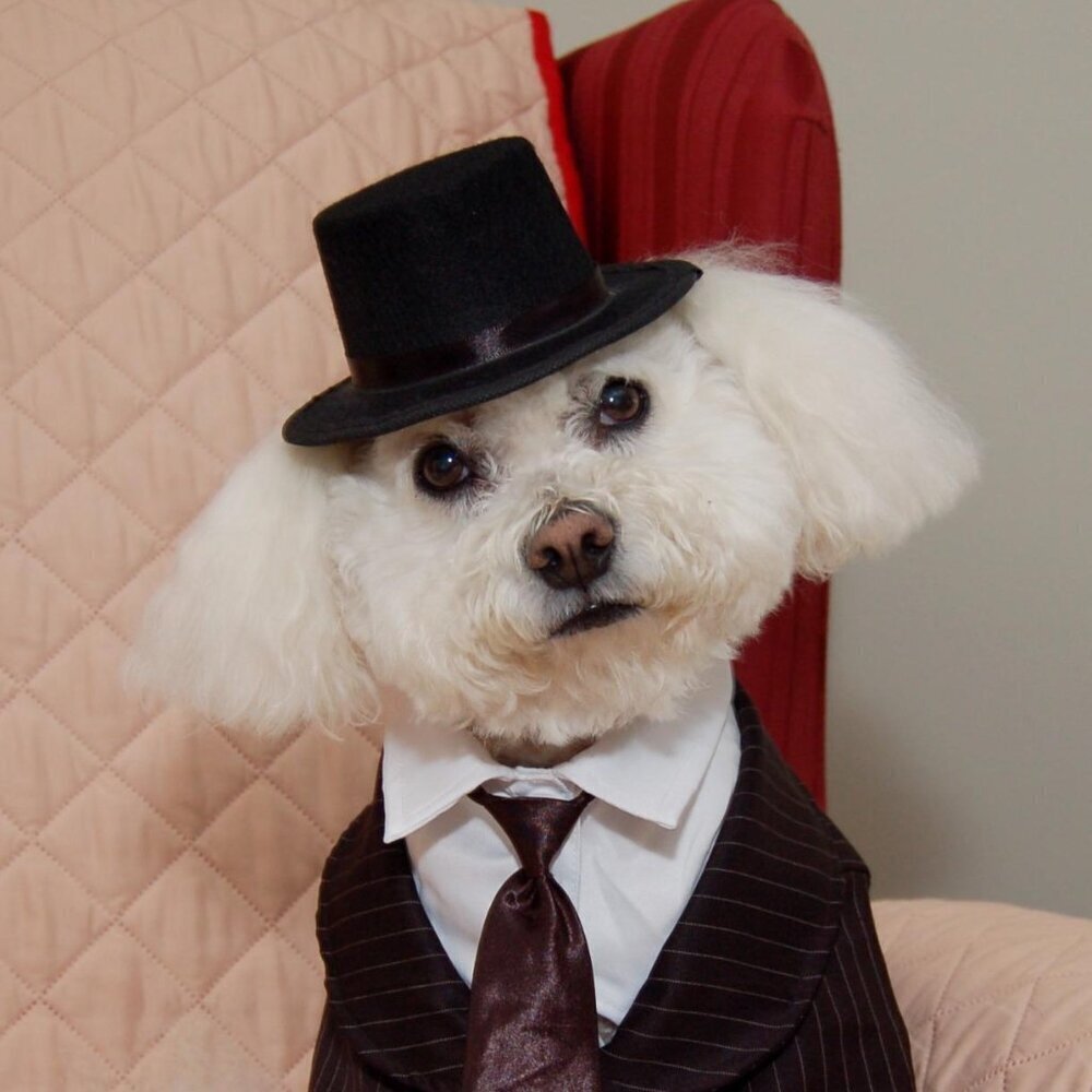 🆕Rubies Top Hat Pet Hat for Dogs or Cats, S/M - Picture 4 of 6
